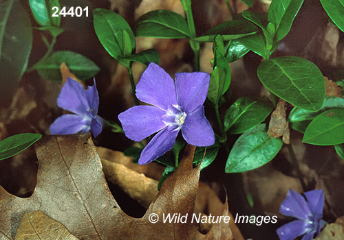 Lesser Periwinkle, Vinca minor